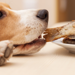 15 alimentos que você deve evitar que seus cães e gatos comam